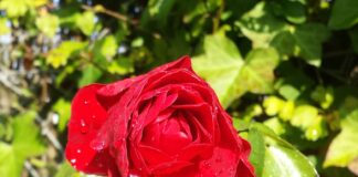 Called by God: Dealing With Depression and Psychosis