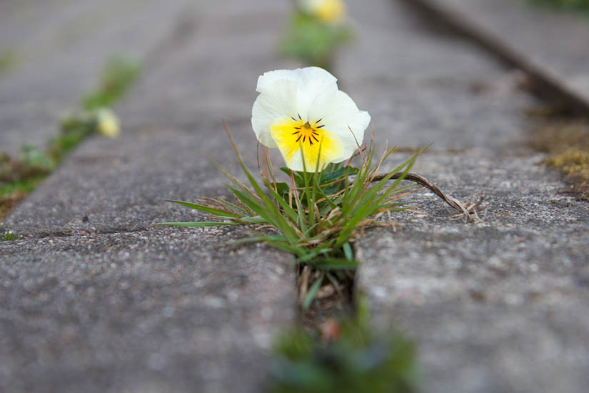 A small flower growing through a crack in the pavement