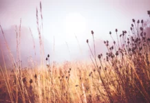 don’t let another summer by Ivory Kaufman