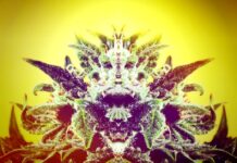 Mania or Marijuana? marijuana psychosis