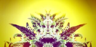Mania or Marijuana? marijuana psychosis