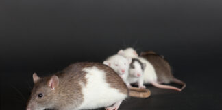 Animals Exposed to Antidepressants in Utero Are Worse at Taking Care of Their Own Children