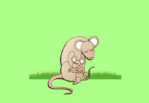 Antidepressants Plus Immune Response Terminate Pregnancies in Mice