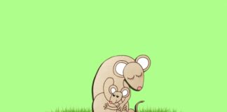 Antidepressants Plus Immune Response Terminate Pregnancies in Mice