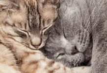 Into the sea, you and me: Love song in the key of twins