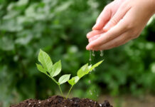 To Promote Mental Health, We Must Teach It Close up photo of hands dripping water on a plant outside