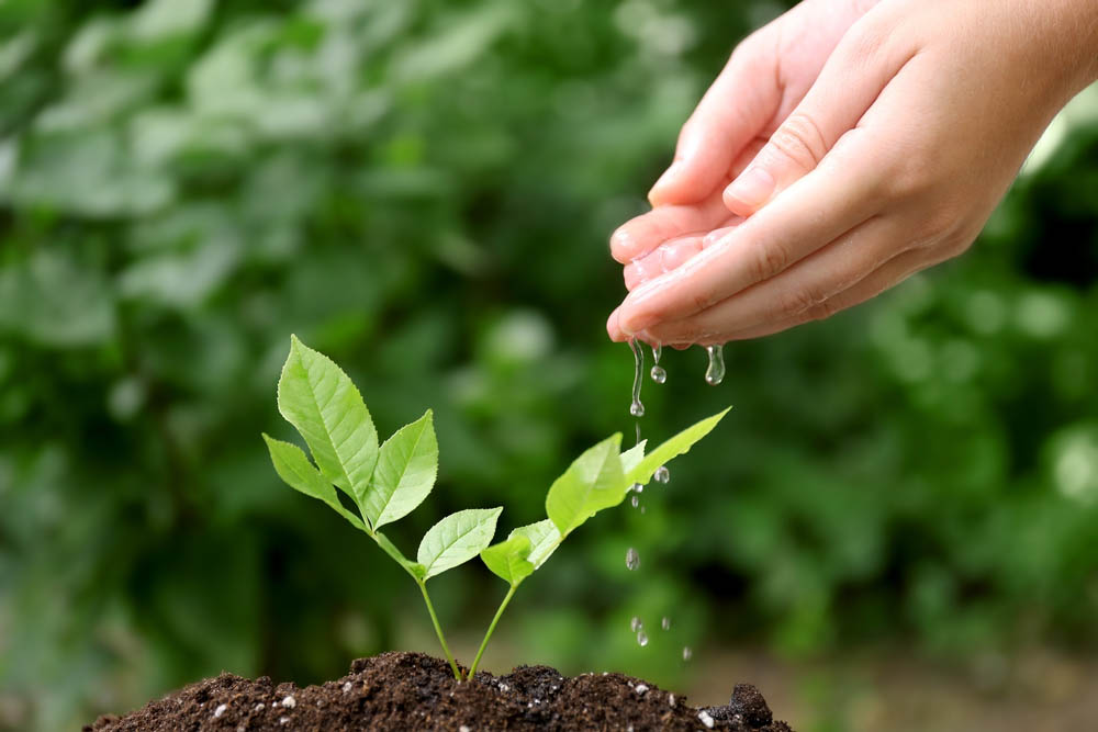 Close up photo of hands dripping water on a plant outside