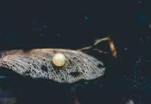 Poem for Pearl by Mother of Pearl