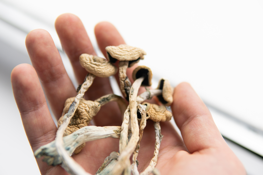 Psilocybin Mushroom. White background. Psilocybin mushroom. Close up Magic shroom. Psychedelic drug. Dry Psilocybe cubensis in hand. Albino A strain.