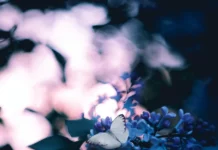 On Becoming a Butterfly by Michael Robin