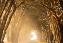 A Different Path In The Same Woods by Moth Gorman