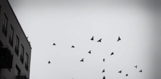 A New Vision for Mental Health Care at Soteria Jerusalem black and white art photo of birds and a silhouetted human figure near a building