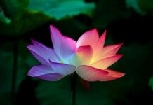What Can Psychedelic Science Teach About Psychosis?