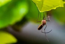 Mosquito Mind by Adele Leahy