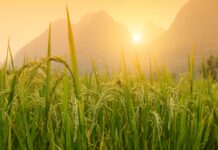 Peaceful Reflections on the Past from ‘One Who Got Away’