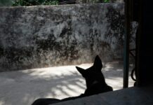 Black Dog by Tel S.