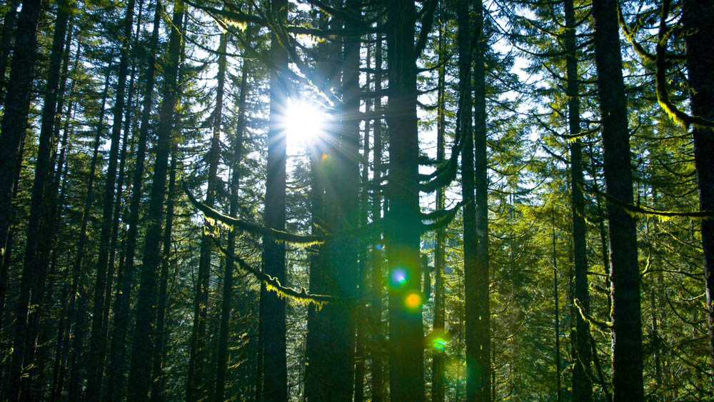 Sun glare through a thick forest of tall trees