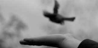 What Is Beyond a Diagnosis? Black and white photo of a hand releasing a bird
