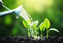 Go Where You Are Watered