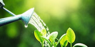 Go Where You Are Watered