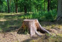 Proofs by Dana Henry Martin