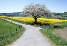 A Case for Parallel Mental Health Care A road curves past a tree. A path worn into the grass leads away.