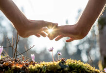 A Bicultural Māori/European Vision for a Truly Healing Hospital Close-up of hands, sunlight between them, above tiny growing pink flowers