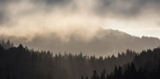 The Two Earliest Stories of Recovery in Oregon Photo of a dramatic tree-lined wilderness