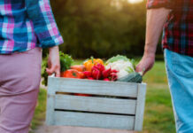 Kyrie Therapeutic Farm: Distress Understood as Part of the Human Condition wooden box with farm vegetables in the hands of men and women, close-up. vegetarianism, healthy eating, autumn harvest, farming, without nitrates