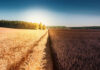 Wheat field