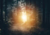 A glow through the trees of a dark forest