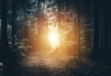 A glow through the trees of a dark forest