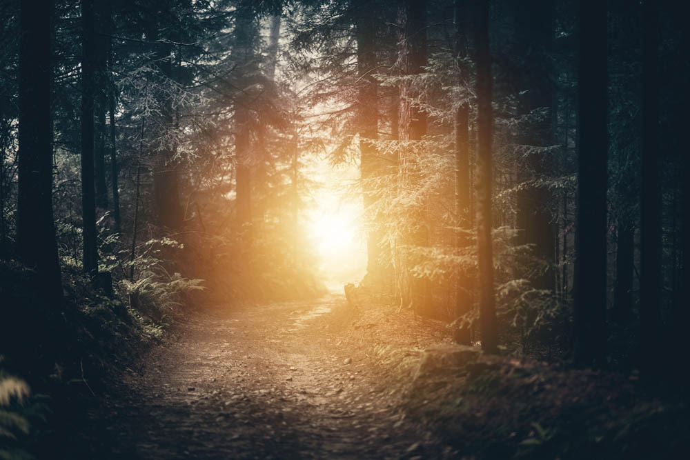 A glow through the trees of a dark forest