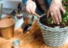 Close-up photo showing elderly person's hands as they work on a potted plant