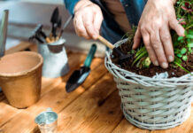 Close-up photo showing elderly person's hands as they work on a potted plant