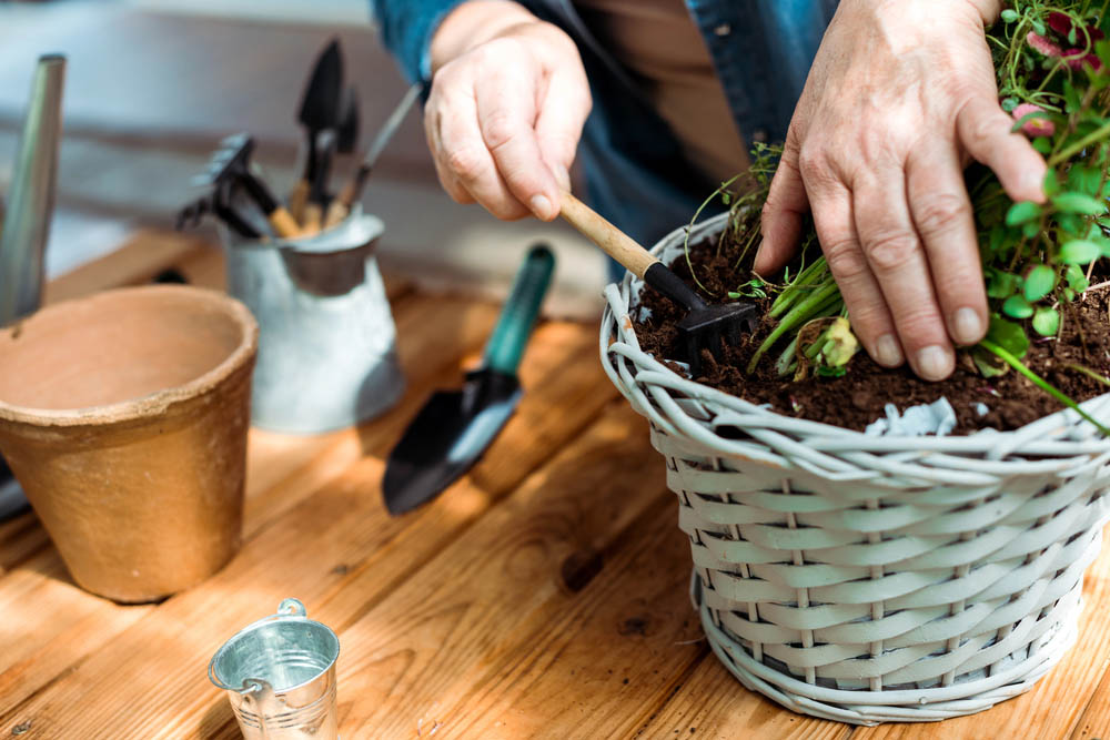 Close-up photo showing elderly person's hands as they work on a potted plant