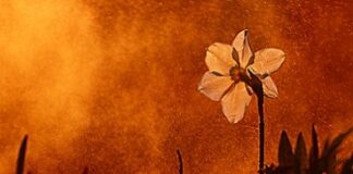 Beauty Remains by Diana Spore