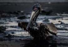 Saving the Lone Pelican Soiled in Oil and Psychiatric Patients Soiled in Drugs