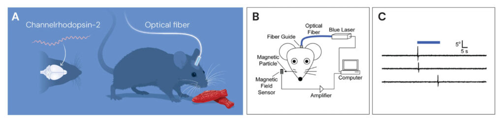 optogenetics diagram